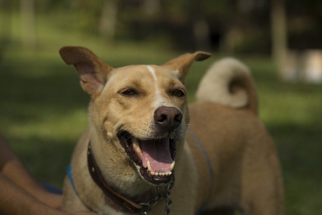 Sofy - Mixed Breed Dog