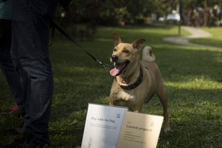 Sofy - Mixed Breed Dog