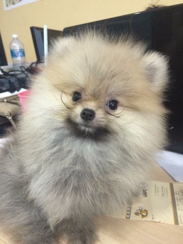 Pomeranian Sable/white Color (Tea Cup) - Pomeranian Dog