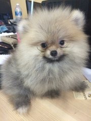 Pomeranian Sable/white Color (Tea Cup) - Pomeranian Dog