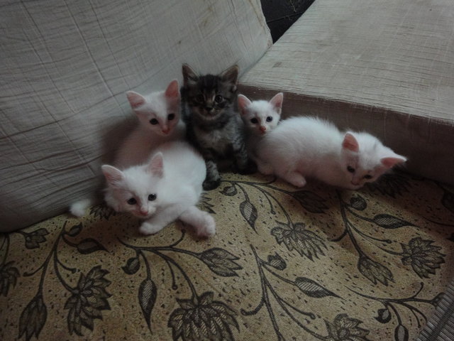 5 Kitten - Domestic Short Hair Cat