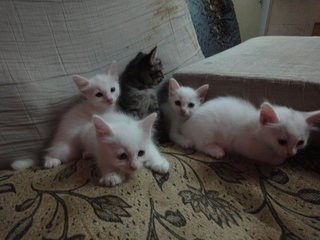 5 Kitten - Domestic Short Hair Cat