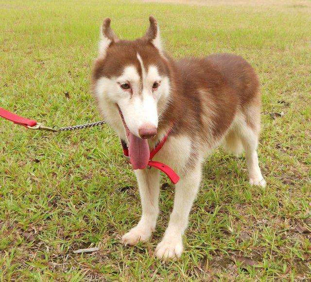 Adult  Male Huskies - Husky Dog