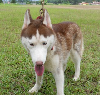 Adult  Male Huskies - Husky Dog