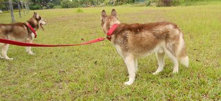 Adult  Male Huskies - Husky Dog