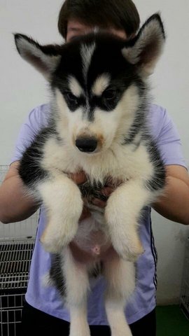 Husky  - Husky Dog