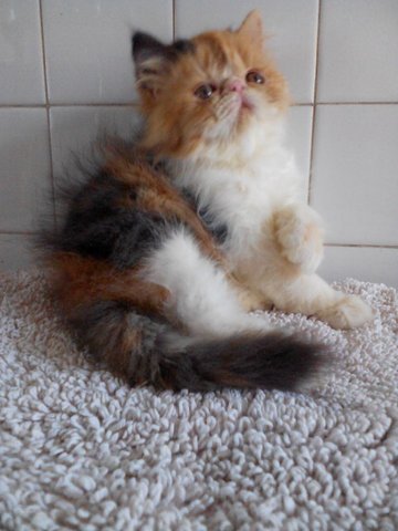 Celico - Persian Cat