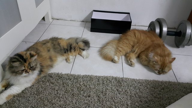 Maya &amp; Muezza - Persian + Domestic Long Hair Cat