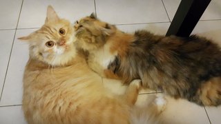 Maya &amp; Muezza - Persian + Domestic Long Hair Cat