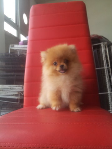 Orange Pomeranian (Tiny)  - Pomeranian Dog