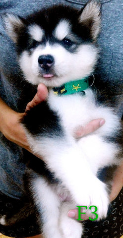 Wooly Babies - Siberian Husky Dog