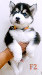 Wooly Babies - Siberian Husky Dog