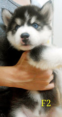 Wooly Babies - Siberian Husky Dog