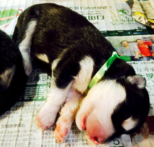 Alaskan Malamute Babies - Alaskan Malamute Dog