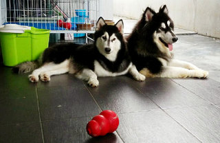 Alaskan Malamute Babies - Alaskan Malamute Dog