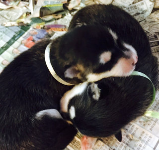 Alaskan Malamute Babies - Alaskan Malamute Dog