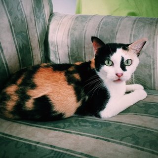 Kelly - Domestic Short Hair + Calico Cat