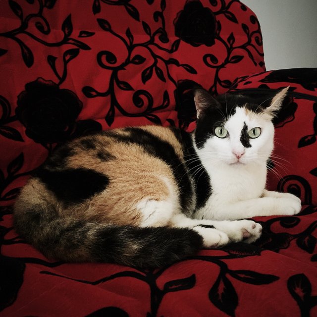 Kelly - Domestic Short Hair + Calico Cat