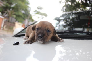 Good Girl Boy - Mixed Breed Dog