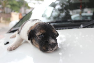 Good Girl Boy - Mixed Breed Dog