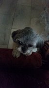 Yoko - Shih Tzu Dog