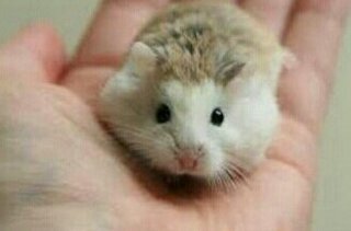 Cute Roborovski Dwarf Hamster - Roborovsky's Hamster Hamster