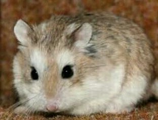 Cute Roborovski Dwarf Hamster - Roborovsky's Hamster Hamster