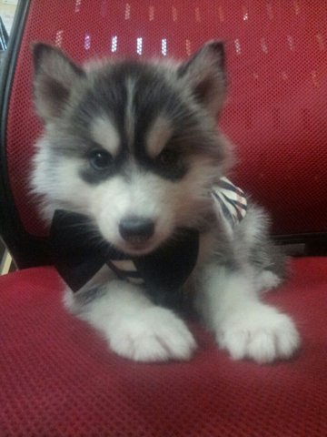 Wooly Husky (Grey) - Husky Dog