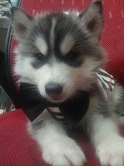 Wooly Husky (Grey) - Husky Dog