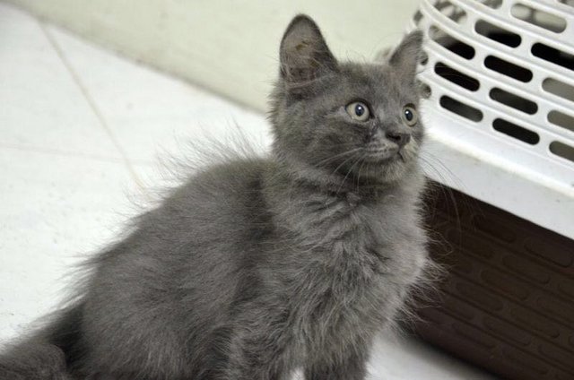 Persian Kitten (Dark Grey) - Persian Cat