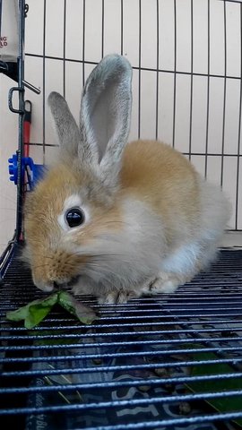 Lion - Lionhead Rabbit