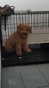 Rocky - Poodle Dog