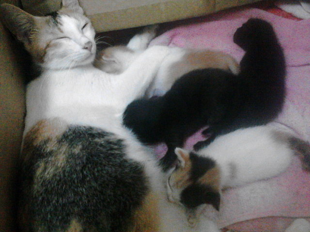 Chacha And Her Kittens - Tabby Cat