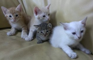 oren, teh ais, blacky, putih