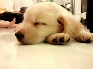 Ashly - Golden Retriever Dog