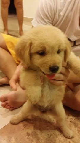 Ashly - Golden Retriever Dog