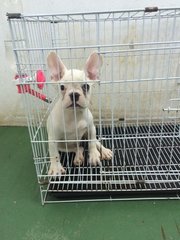 French Bull Dog  - French Bulldog Dog