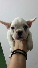 French Bull Dog  - French Bulldog Dog