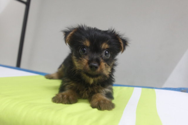 PF68541 - Silky Terrier Dog