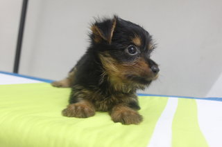 PF68541 - Silky Terrier Dog