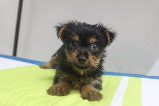 PF68541 - Silky Terrier Dog