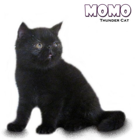 Momo - Exotic Shorthair Cat