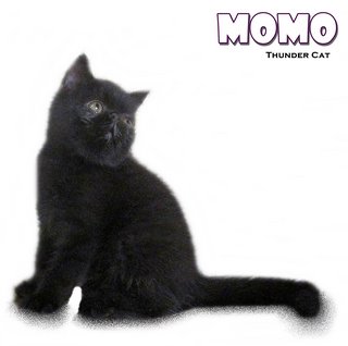 Momo - Exotic Shorthair Cat