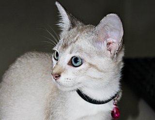 Champange - American Shorthair + Domestic Short Hair Cat