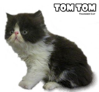 Tom (Exotic Longhair) - Exotic Shorthair Cat