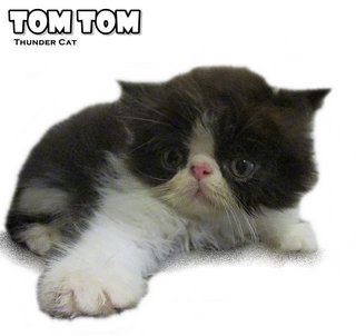 Tom (Exotic Longhair) - Exotic Shorthair Cat