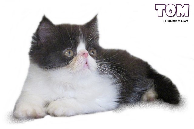 Tom (Exotic Longhair) - Exotic Shorthair Cat