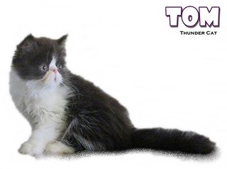 Tom (Exotic Longhair) - Exotic Shorthair Cat