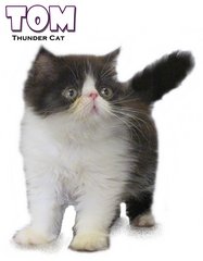 Tom (Exotic Longhair) - Exotic Shorthair Cat