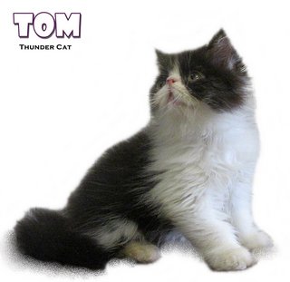 Tom (Exotic Longhair) - Exotic Shorthair Cat